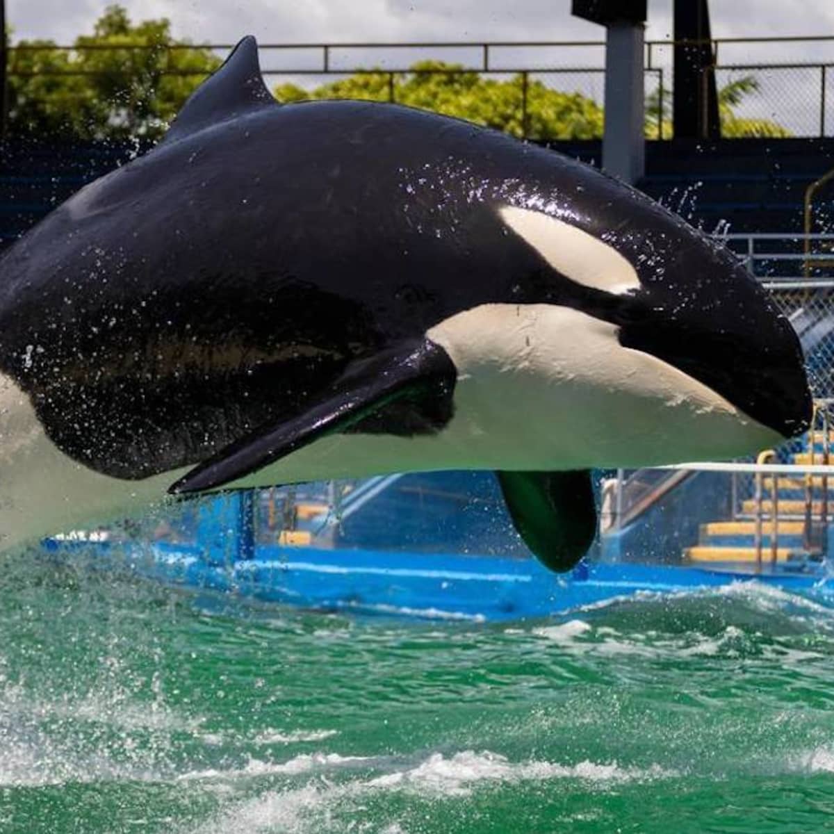 Health Issues Seen in Other Animals at Miami Seaquarium