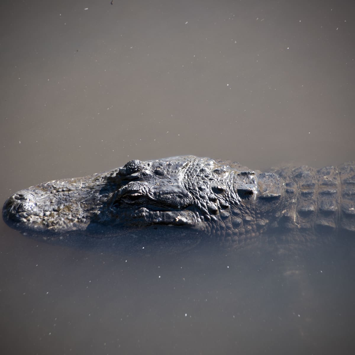 Dozens of escaped crocodiles lurking in floodwaters, Chinese city warns