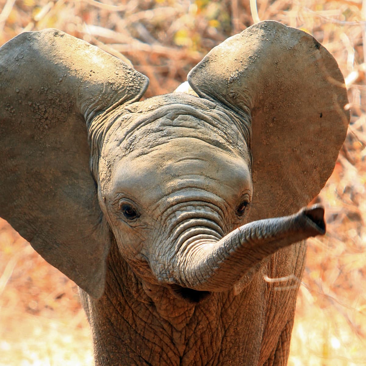 National Geographic Shares 30 Seconds of Baby Elephants and It's
