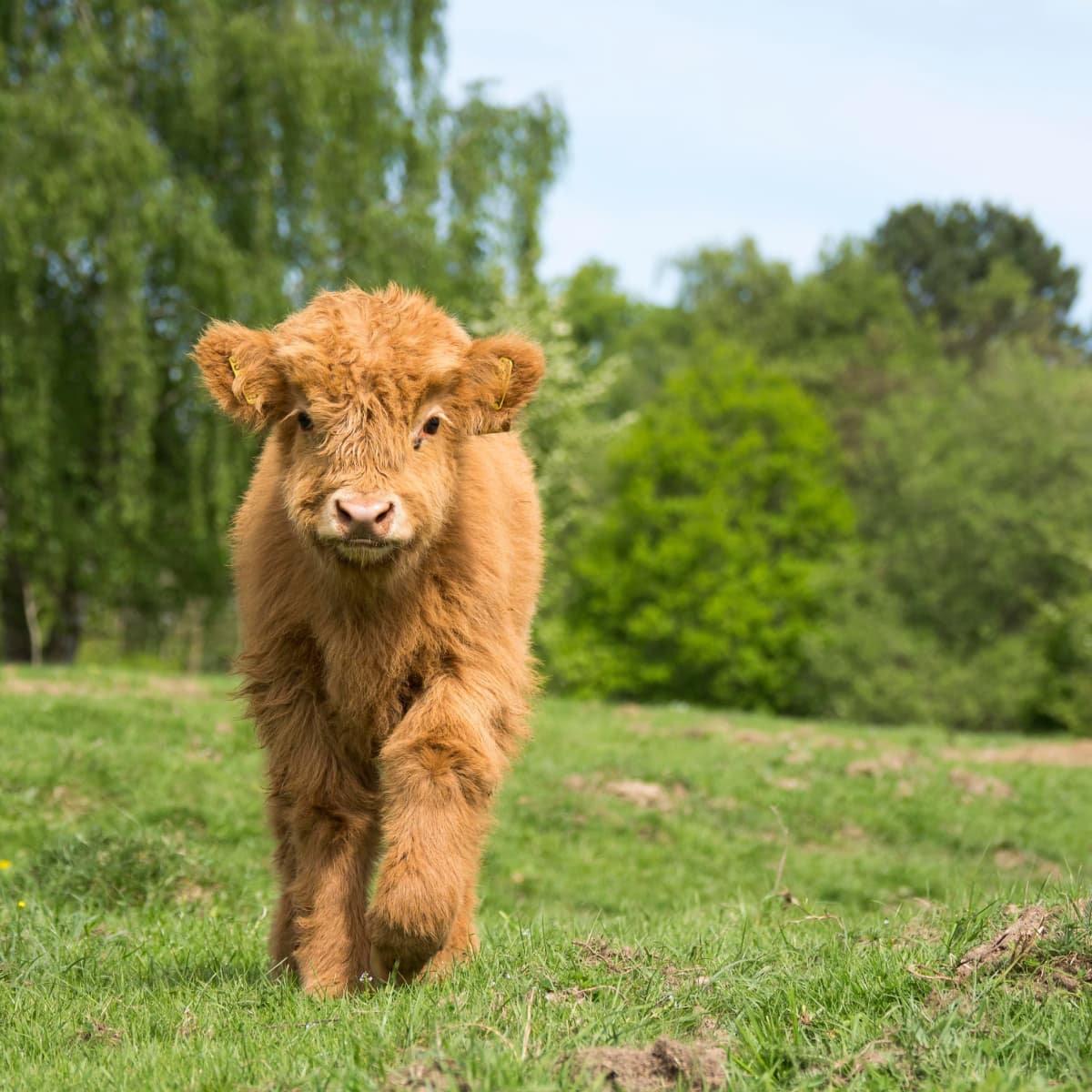 Farmer's Adorable Baby Micro Mini Highland Cow Acts Just Like a Puppy -  PetHelpful News