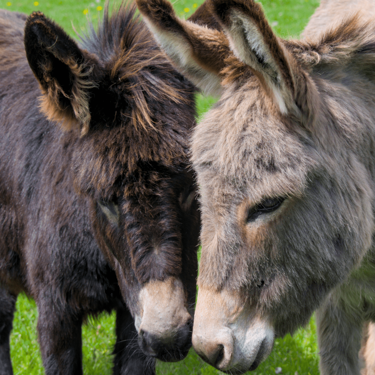 Moment Grieving Donkey Finds Comfort in His New Companion Is Everything -  PetHelpful News