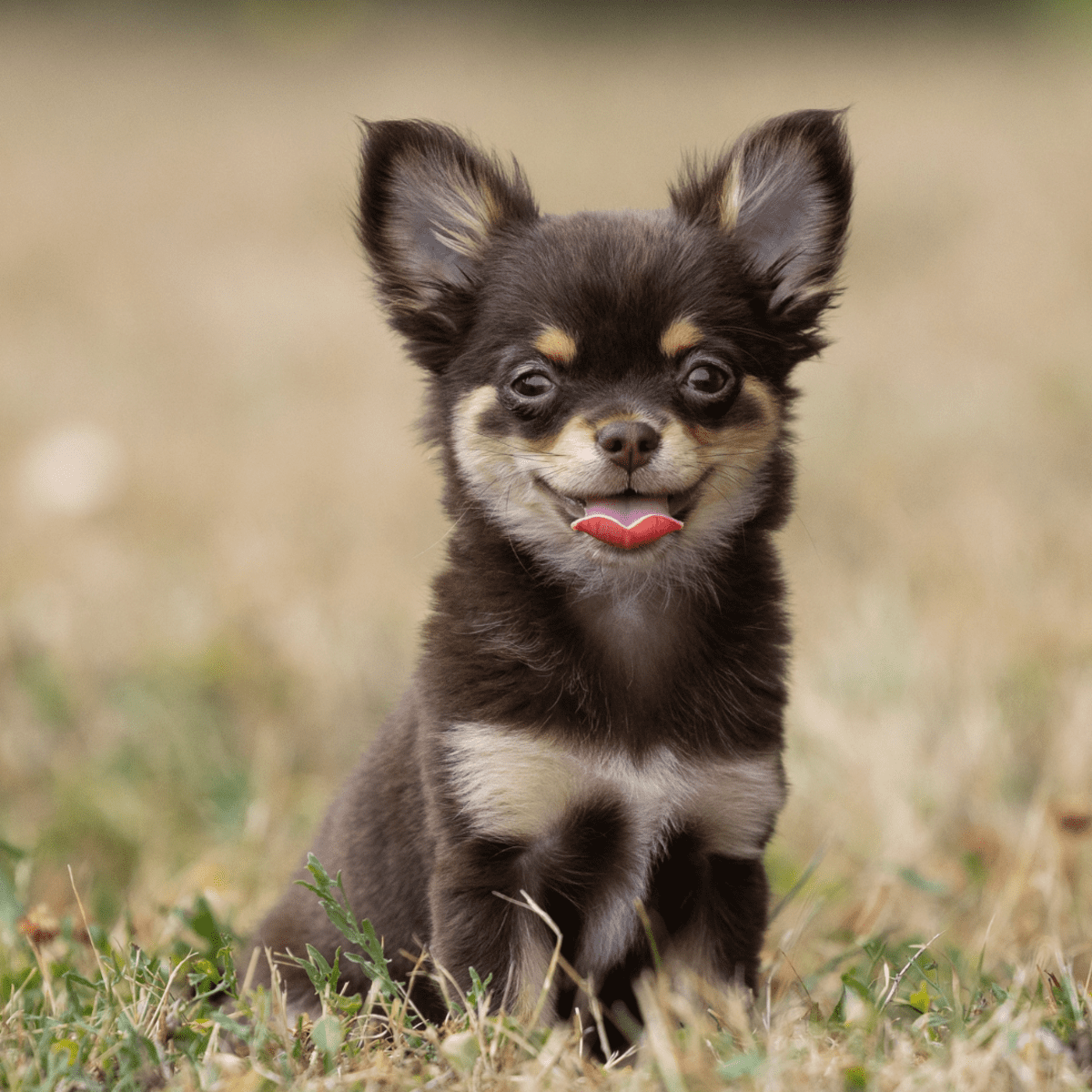 Video of Chihuahuas Trying Sparkling Water in Their Dog Bowl Is Too Funny -  PetHelpful News