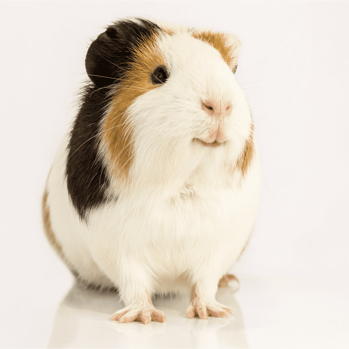 What Can Guinea Pigs Eat? (Plus What Not to Feed Them) - PetHelpful