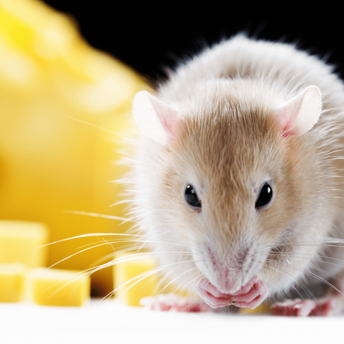 A List of Safe and Dangerous Foods for Your Pet Rat - PetHelpful