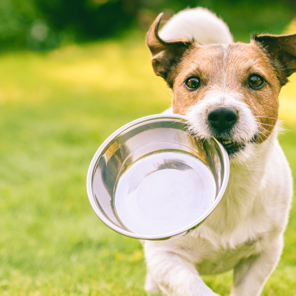 The Best Self-Refilling Water Bowls for Dogs - PetHelpful