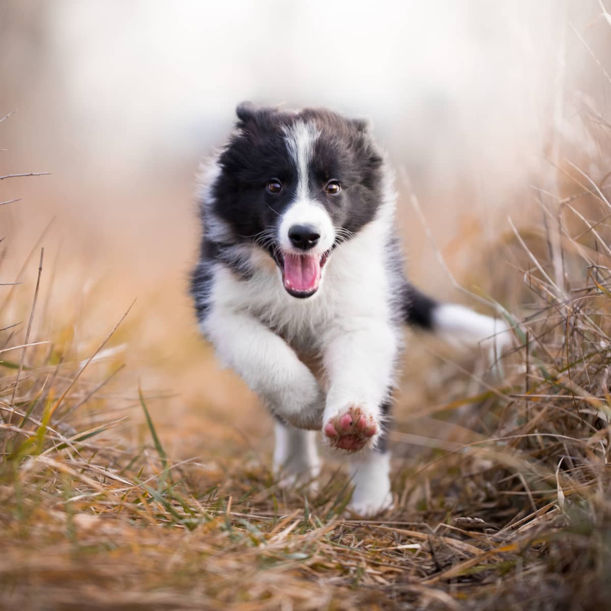 Border collie sales puppy herding sheep