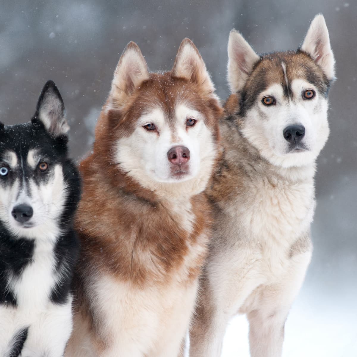 Alaskan hotsell husky howling