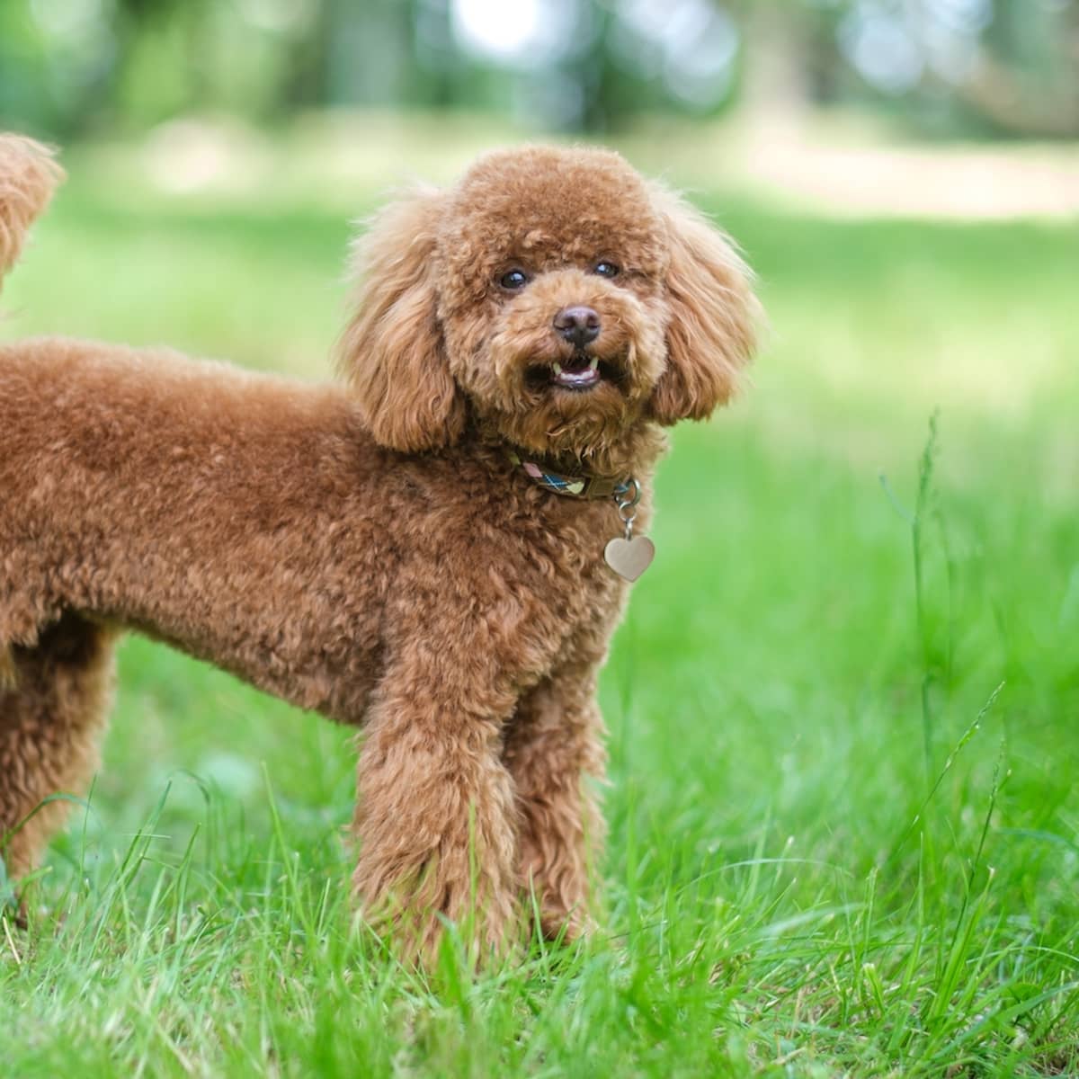 Toy poodle outlet puppy home