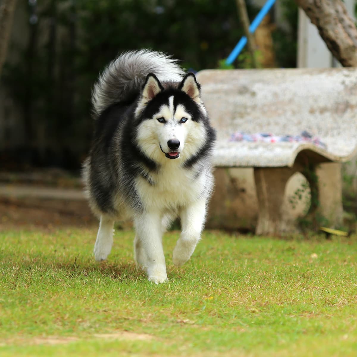 Dramatic Rescue Husky Picks the Worst Time for a Classic Husky Tantrum PetHelpful