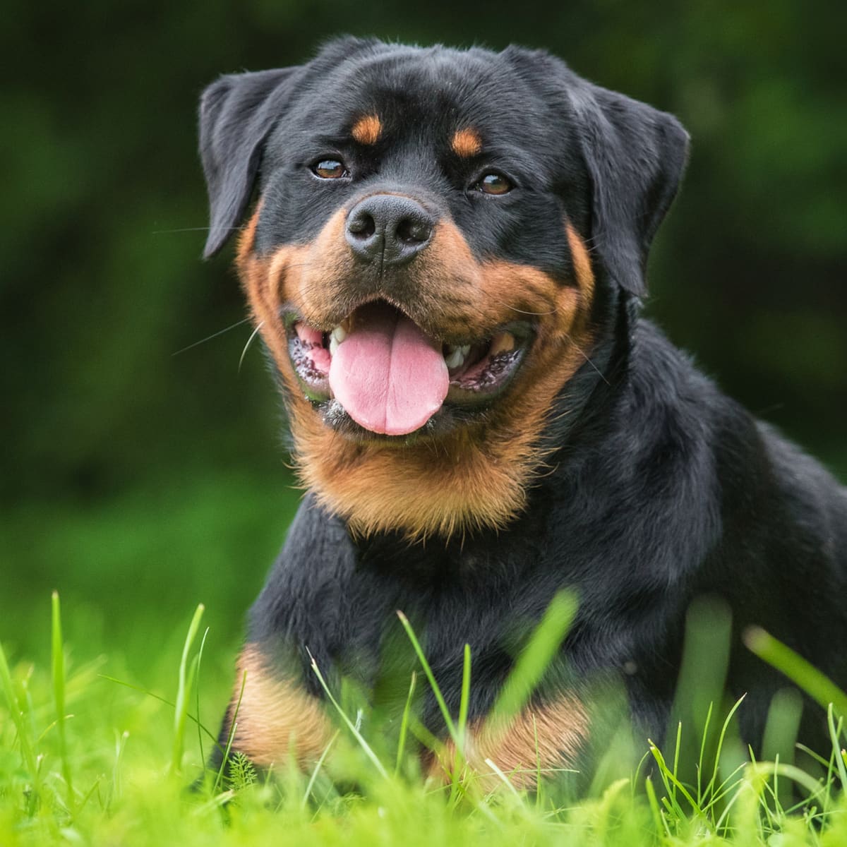 Baby rottweilers deals