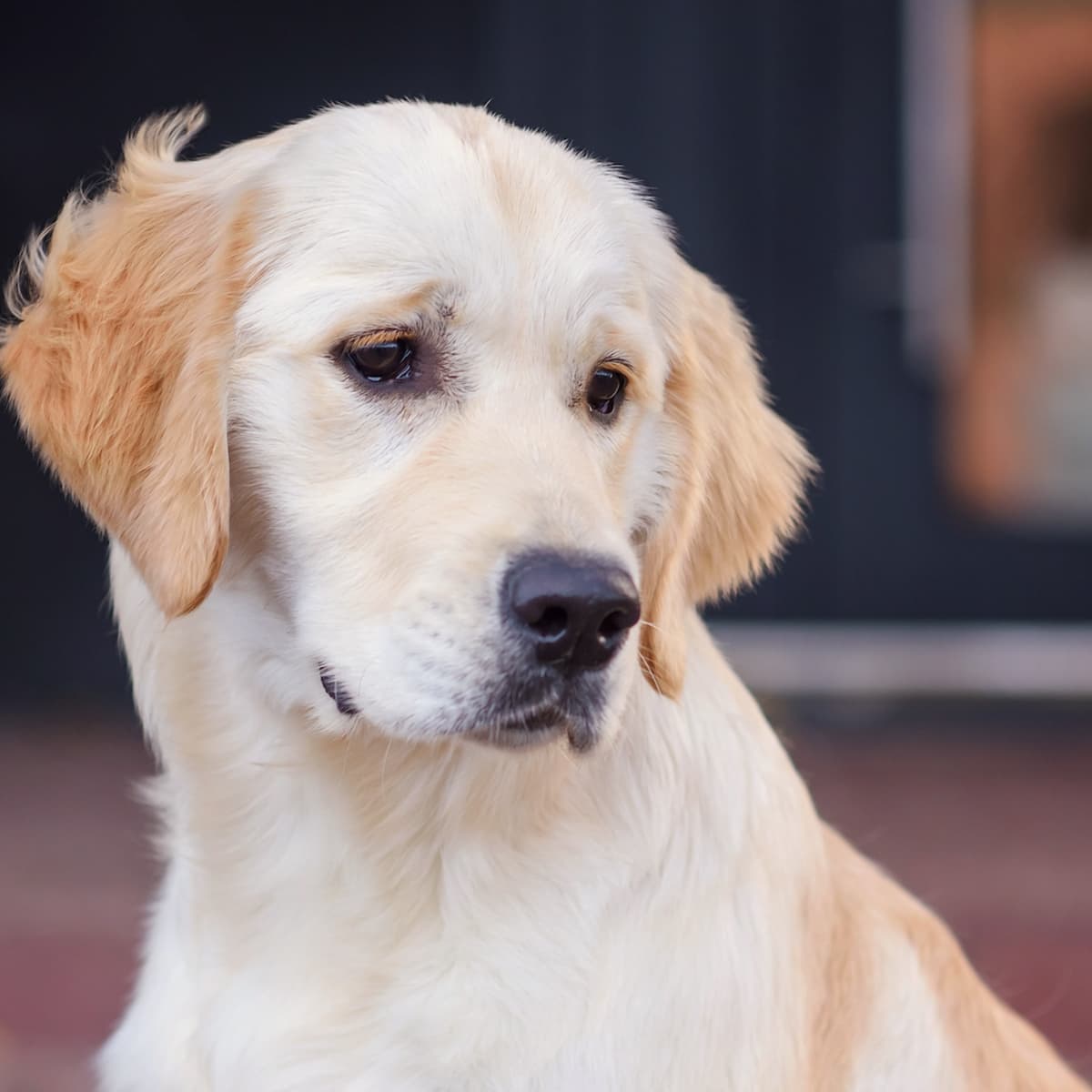 Golden retriever hot sale gentle