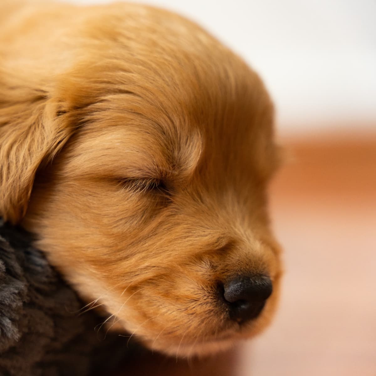 Newborn golden retrievers for sale sales