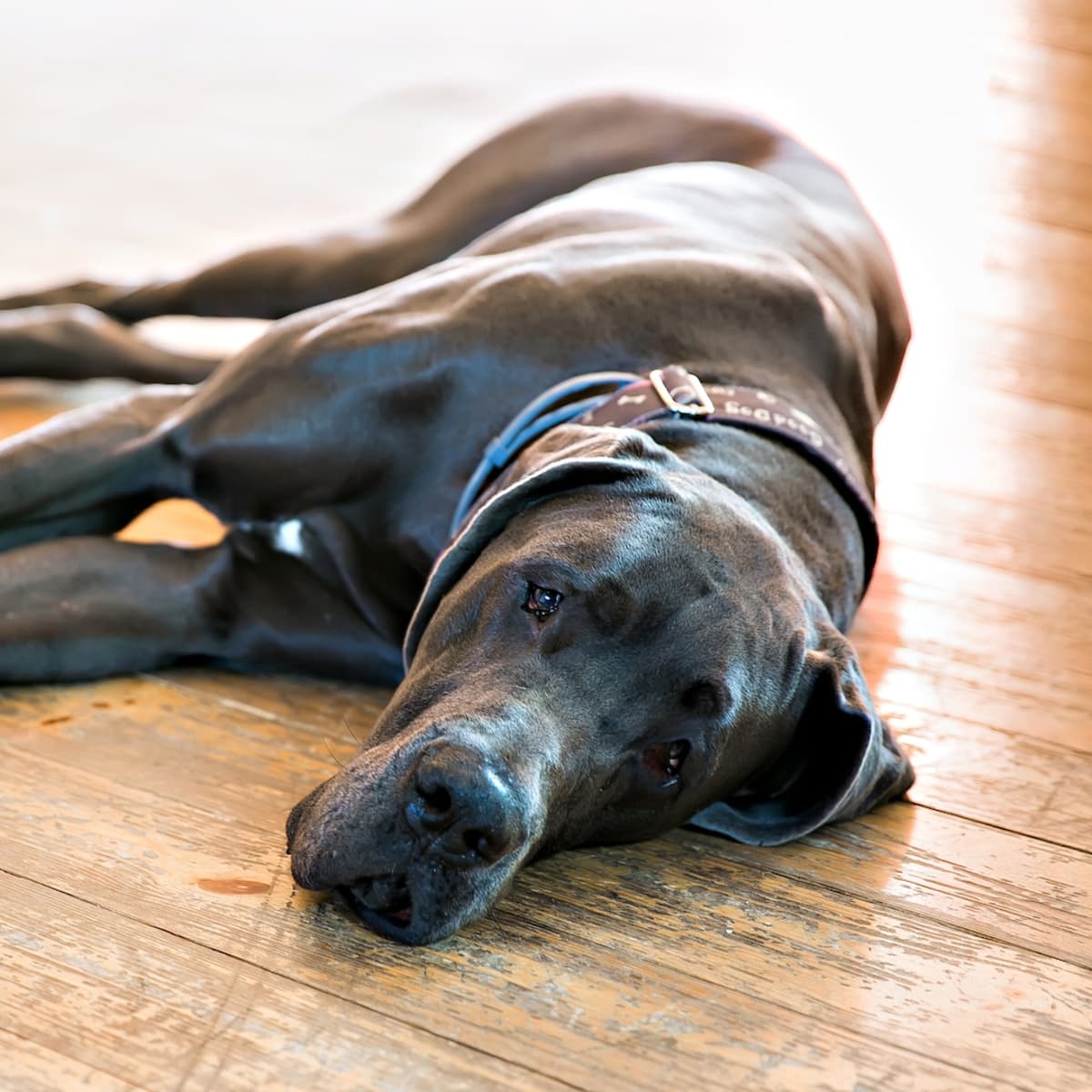 Giant dog hotsell beds great danes