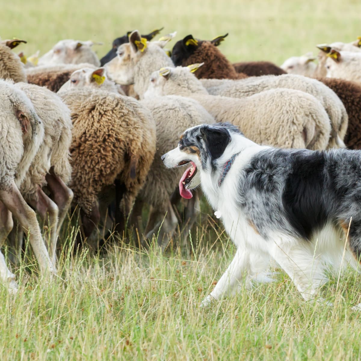 Australian Shepherd Gets Sent to Herding Camp and We re So Here