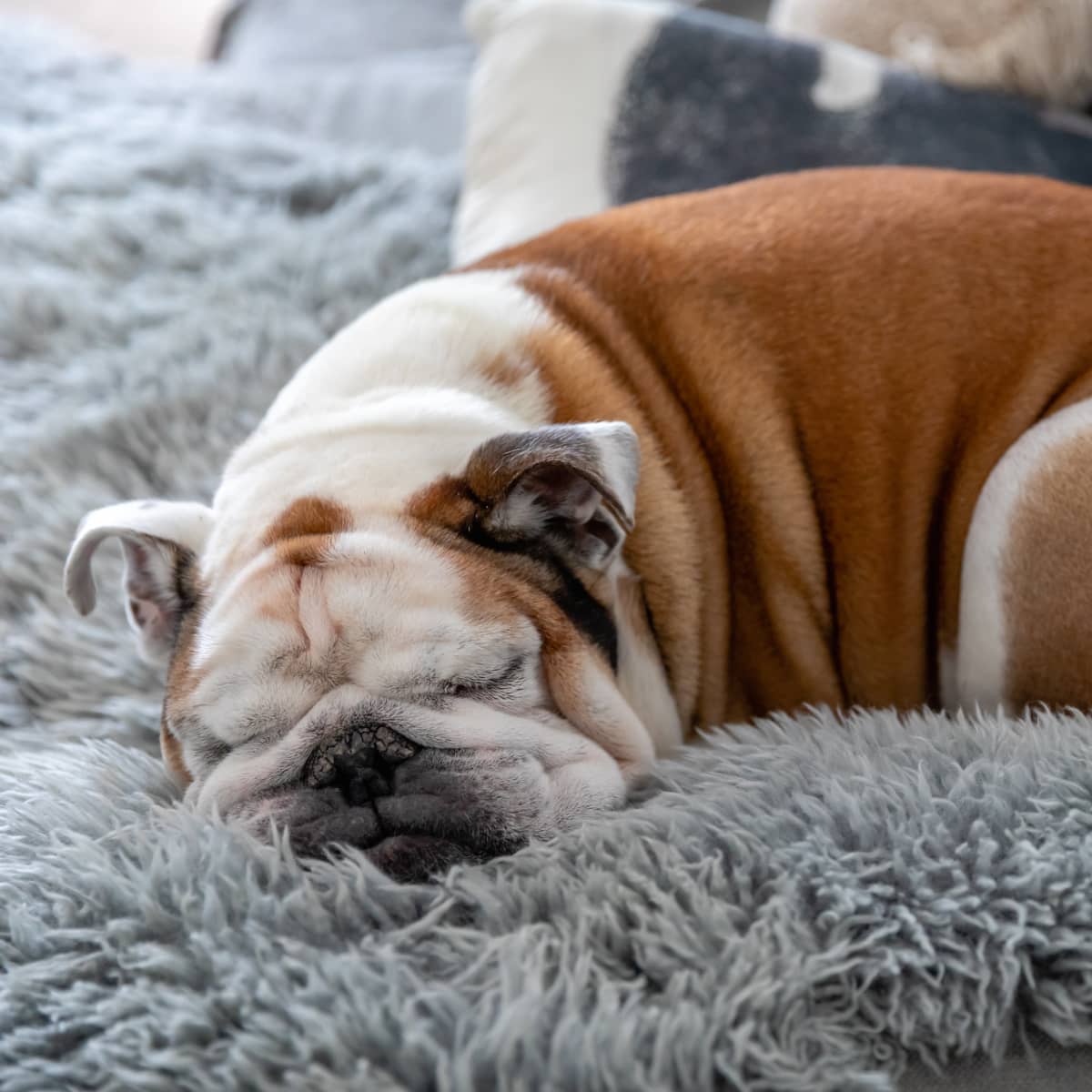 English hotsell bulldog snoring