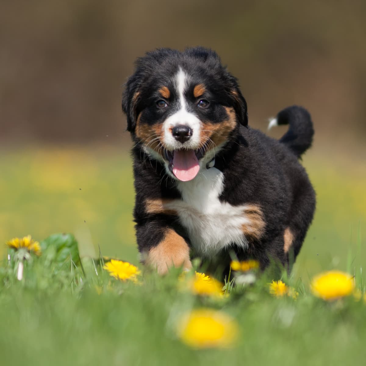 Bernese Mountain Dog s Graduation From Puppy Class Annoucement Is