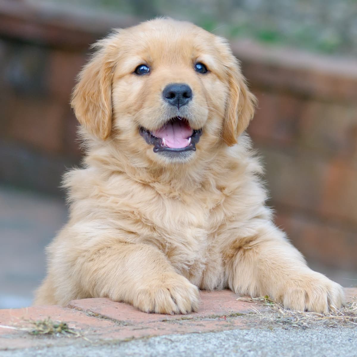 Mom s Attempt to Teach Golden Retriever Puppy to Go Downstairs Is