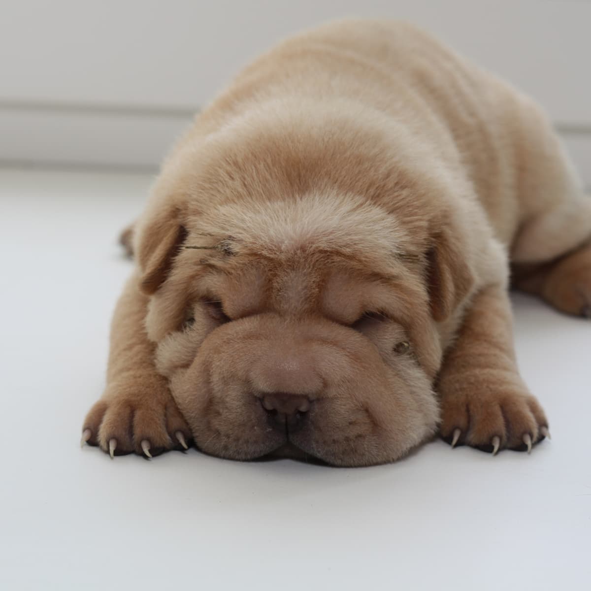 Bear coat sales shar pei breeder