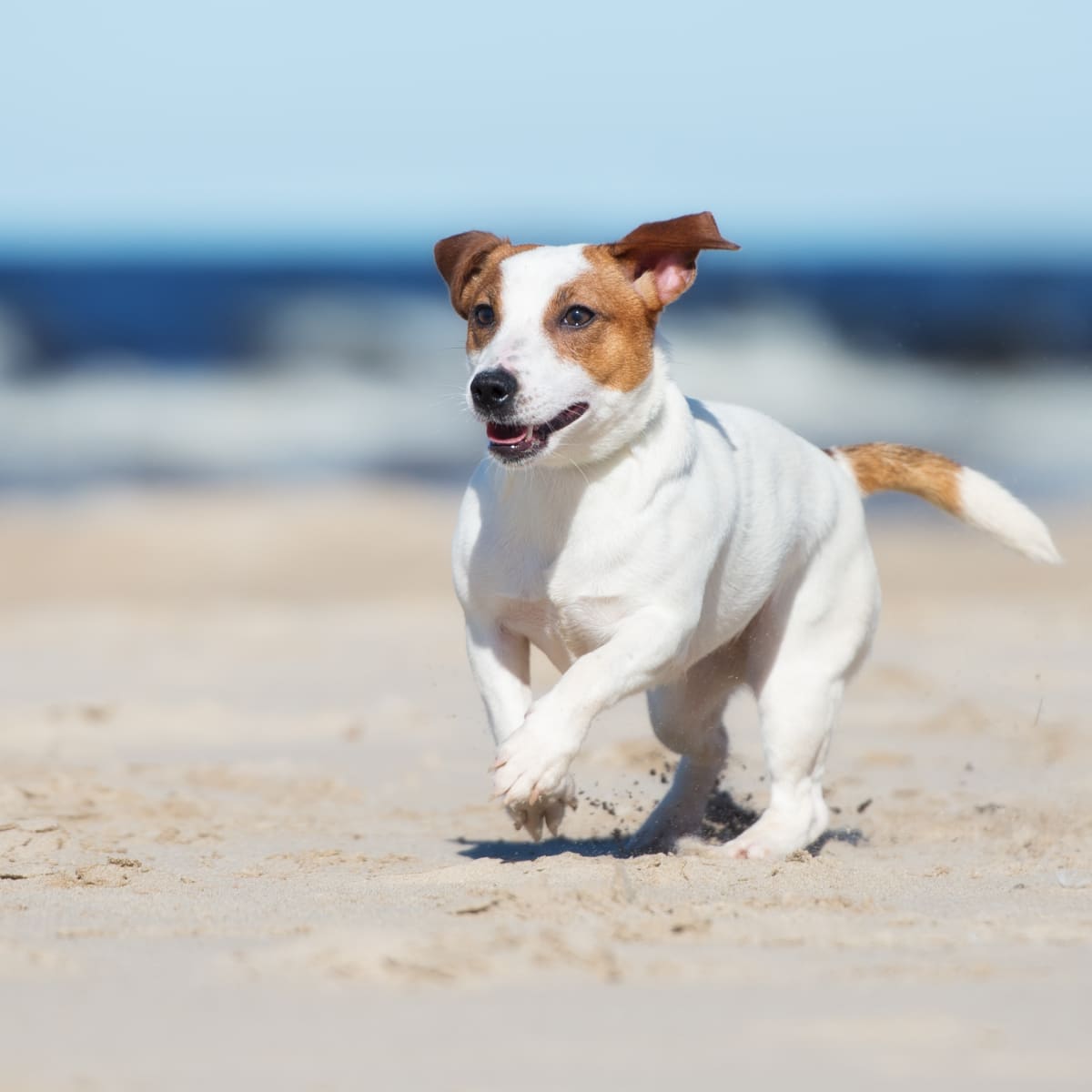 Mexican beach dog sales