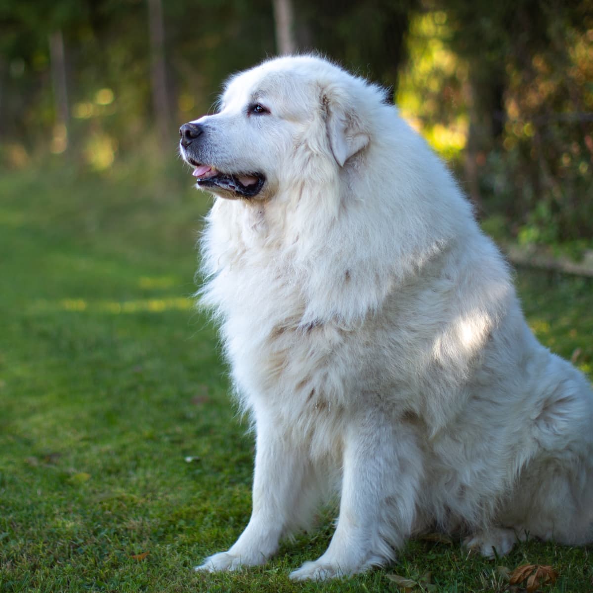 Great hotsell pyrenees howling