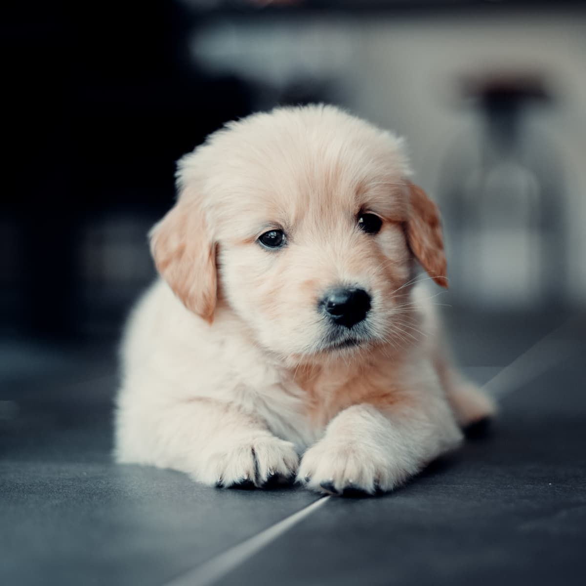 Puppy for 2024 baby