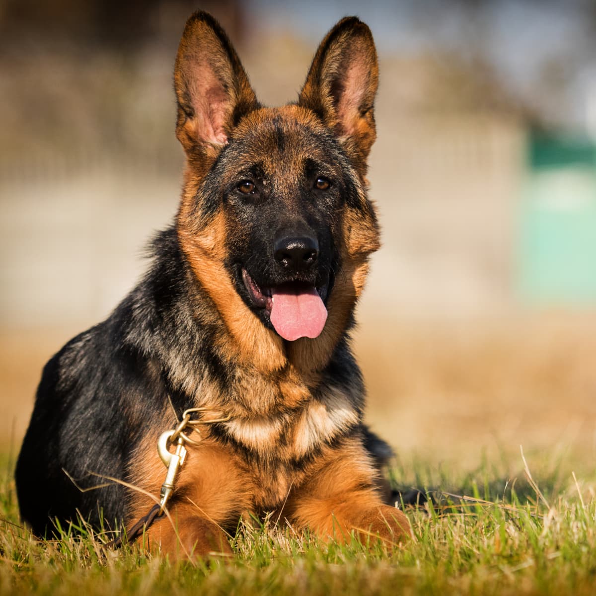 German shepherd hugs on sale