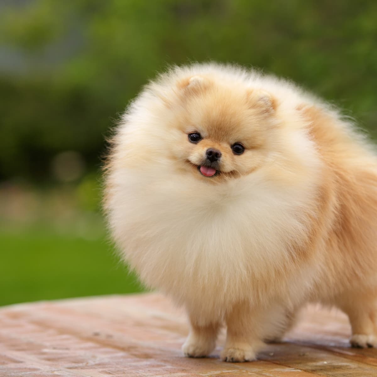 Pomeranian haircuts sale