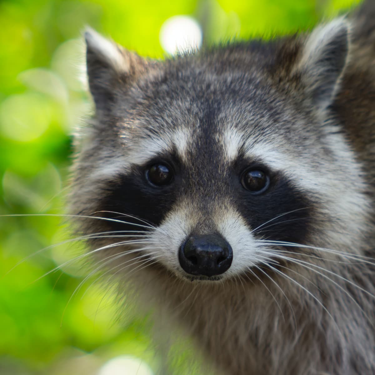 Funny raccoon video hot sale stealing cat food