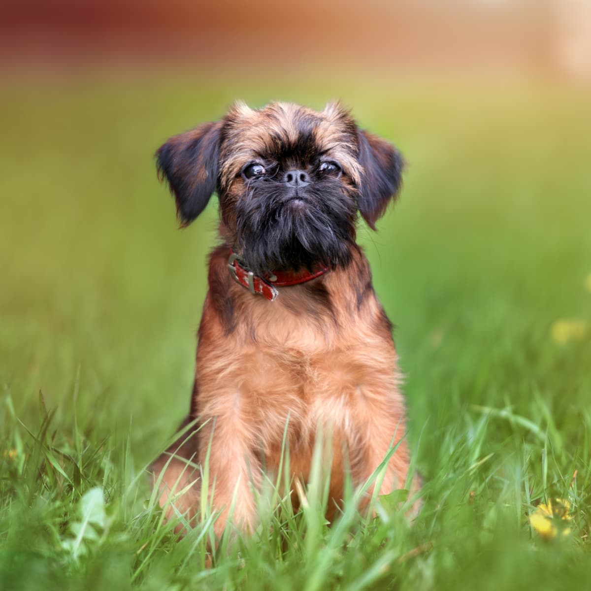 Little chewbacca dog outlet