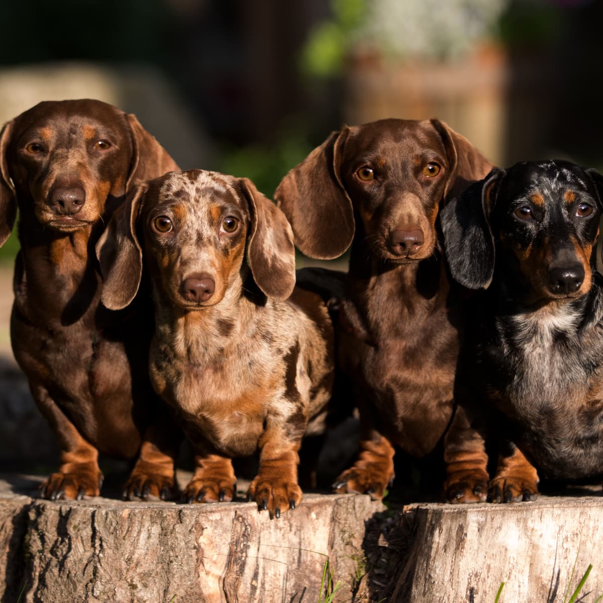 Weekend Dachshund Camp in the UK Looks Almost Too Good to Be