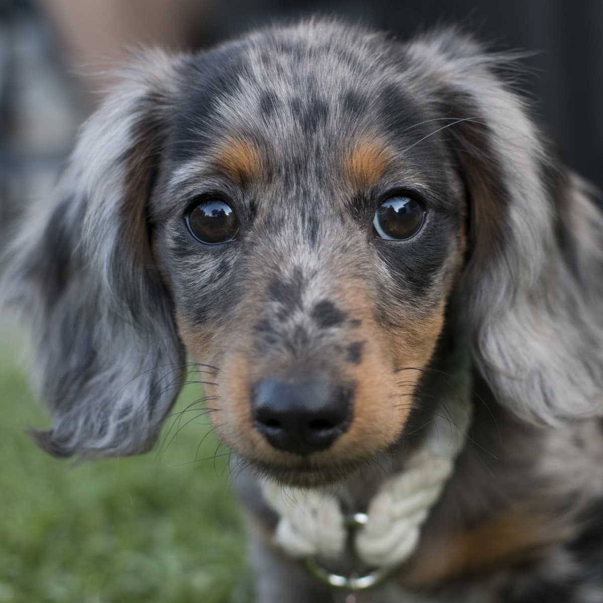 Louisiana Rescue Puppy Returned Just 3 Days After His Adoption