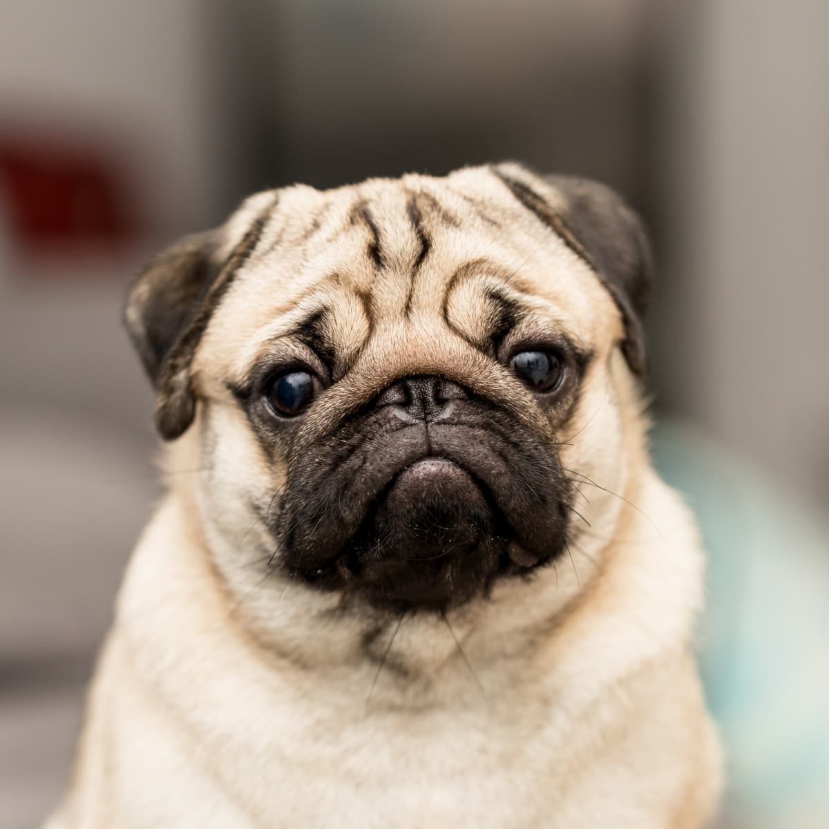 Mom Shows How Her Pug Ended Up With an Emotional Support Koala