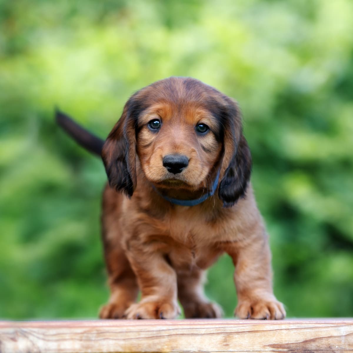 Dachshund puppy crying at night store