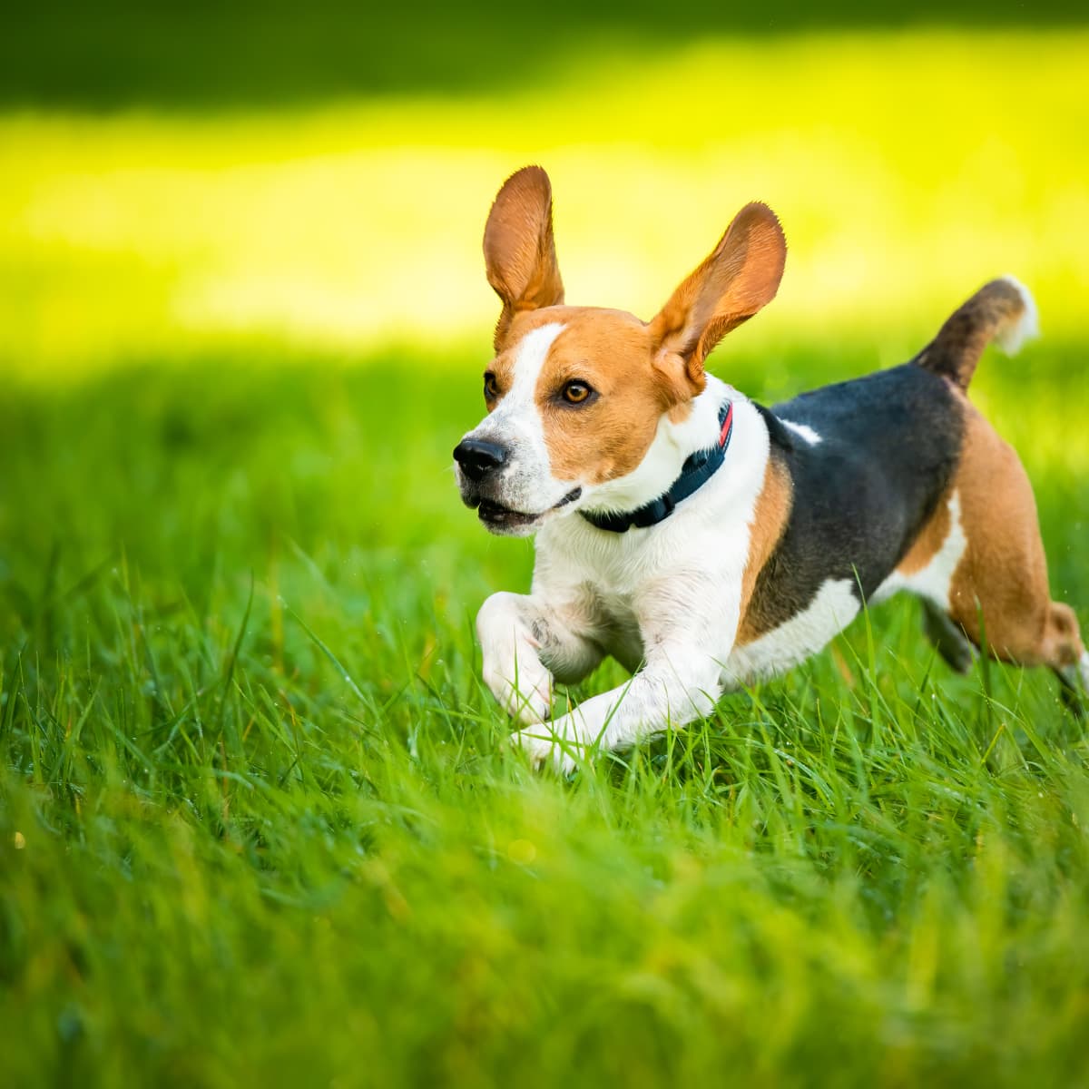Beagle puppy running hotsell
