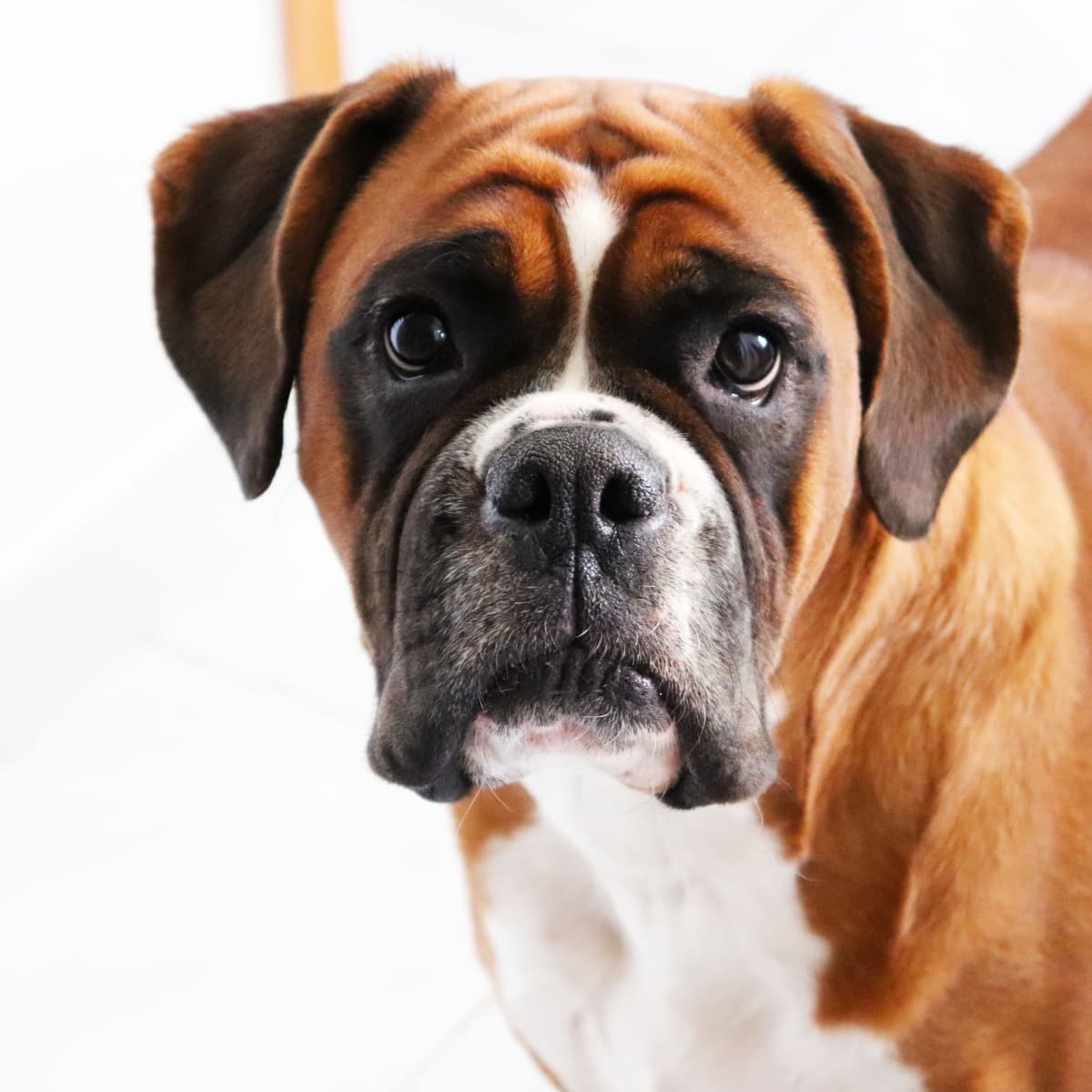 Boxer best sale puppies crying
