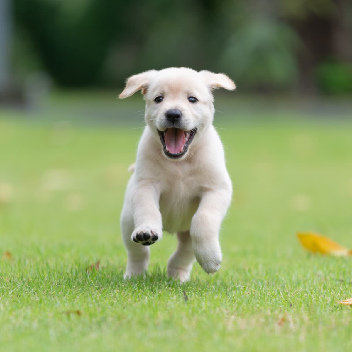 Golden retriever hot sale puppy running