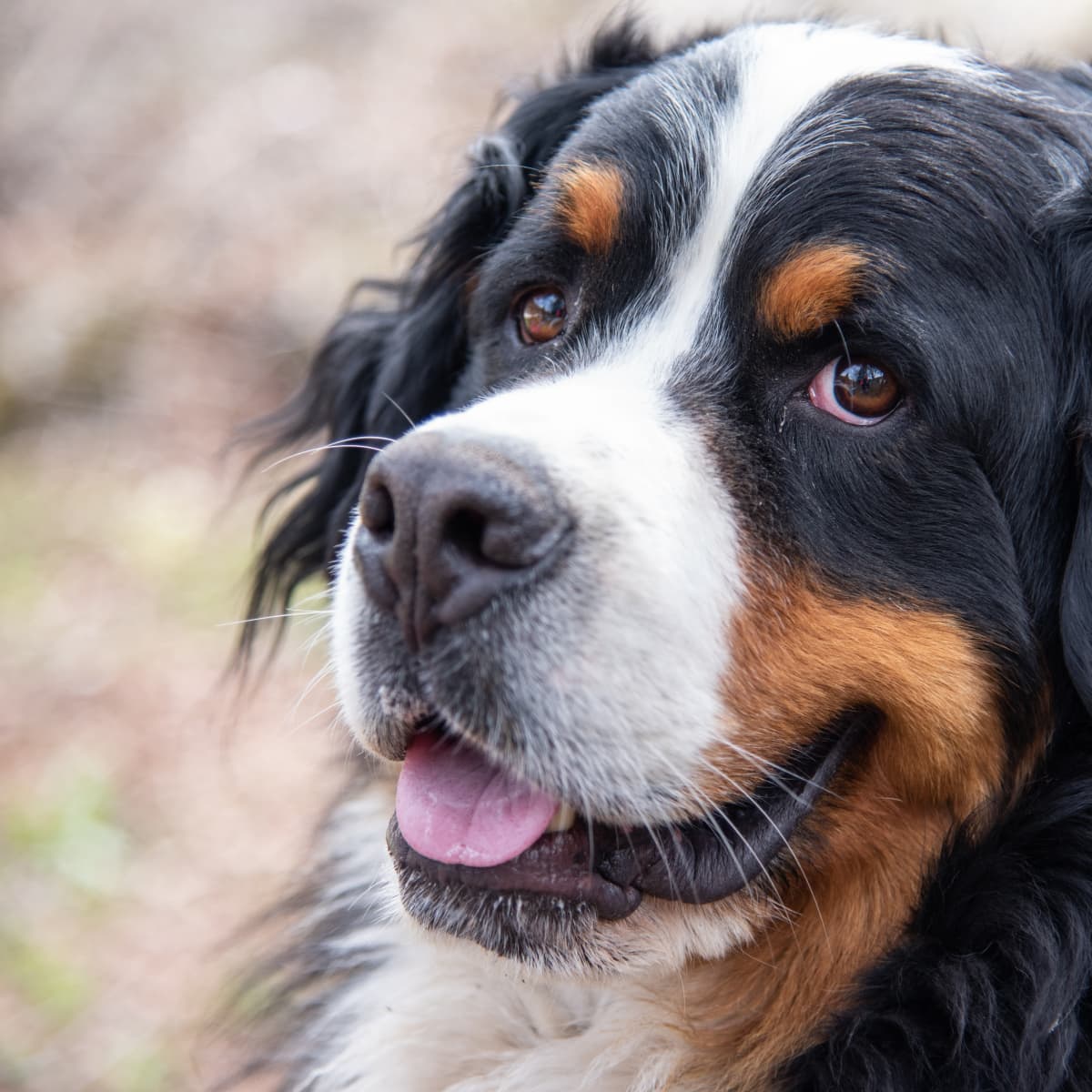 Baby bernese discount