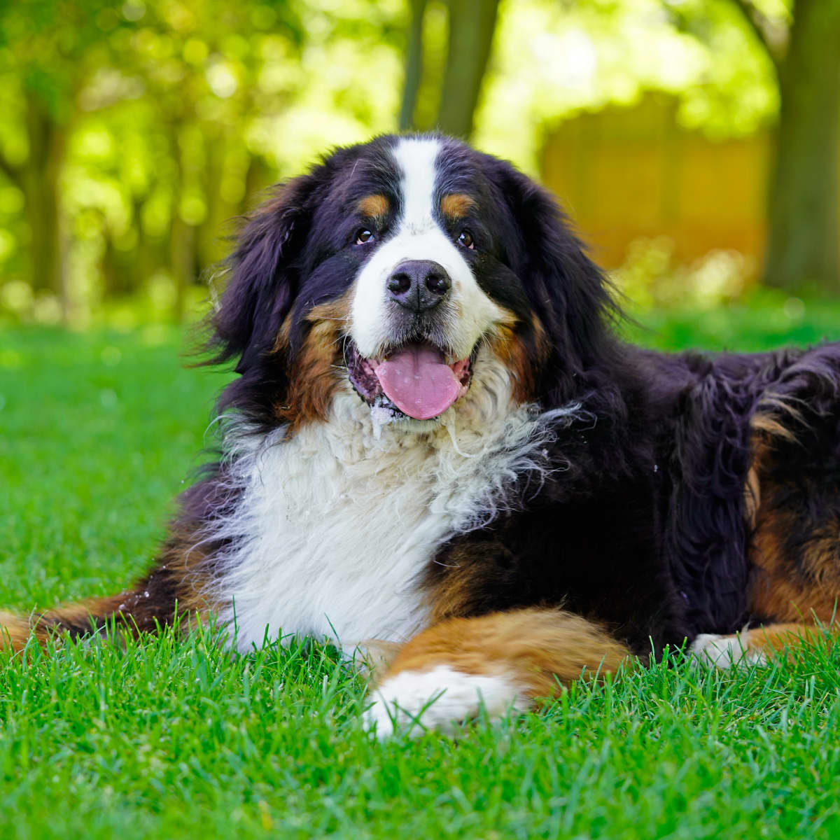 Bernese mountain dog good with kids on sale