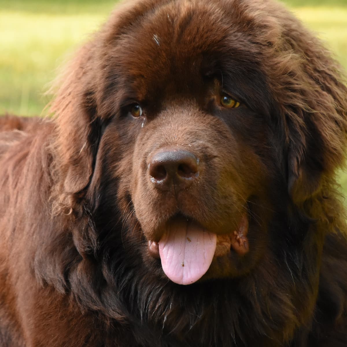 Huge Newfoundland Puppy Who Thinks He s a Lap Dog Is Just the Best