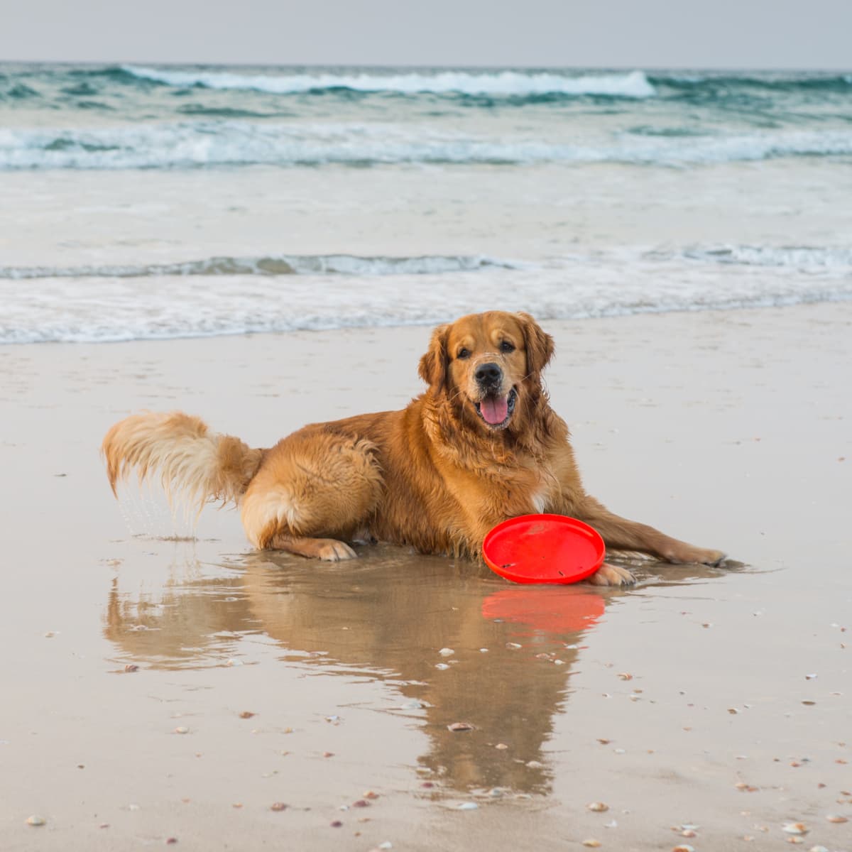 Golden retriever beach shop