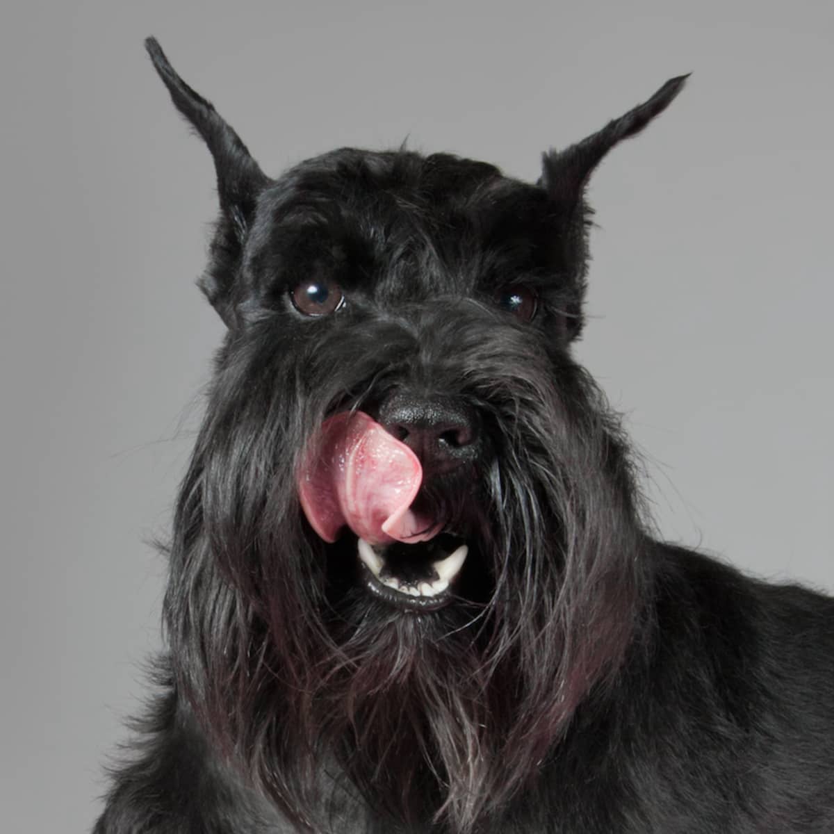 Moment Giant Schnauzer Meets a Mini Version of Himself Is