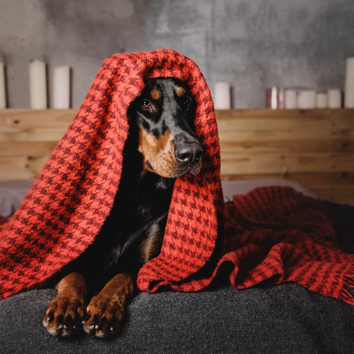 Doberman blanket new arrivals
