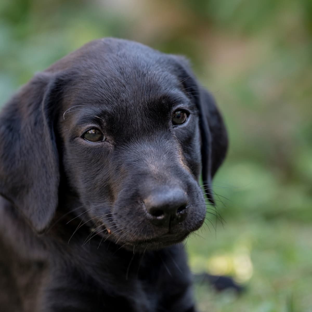 Clever Black Labrador Puppy Tries to Fill His Own Water Bowl at Just 2 Months Old PetHelpful News