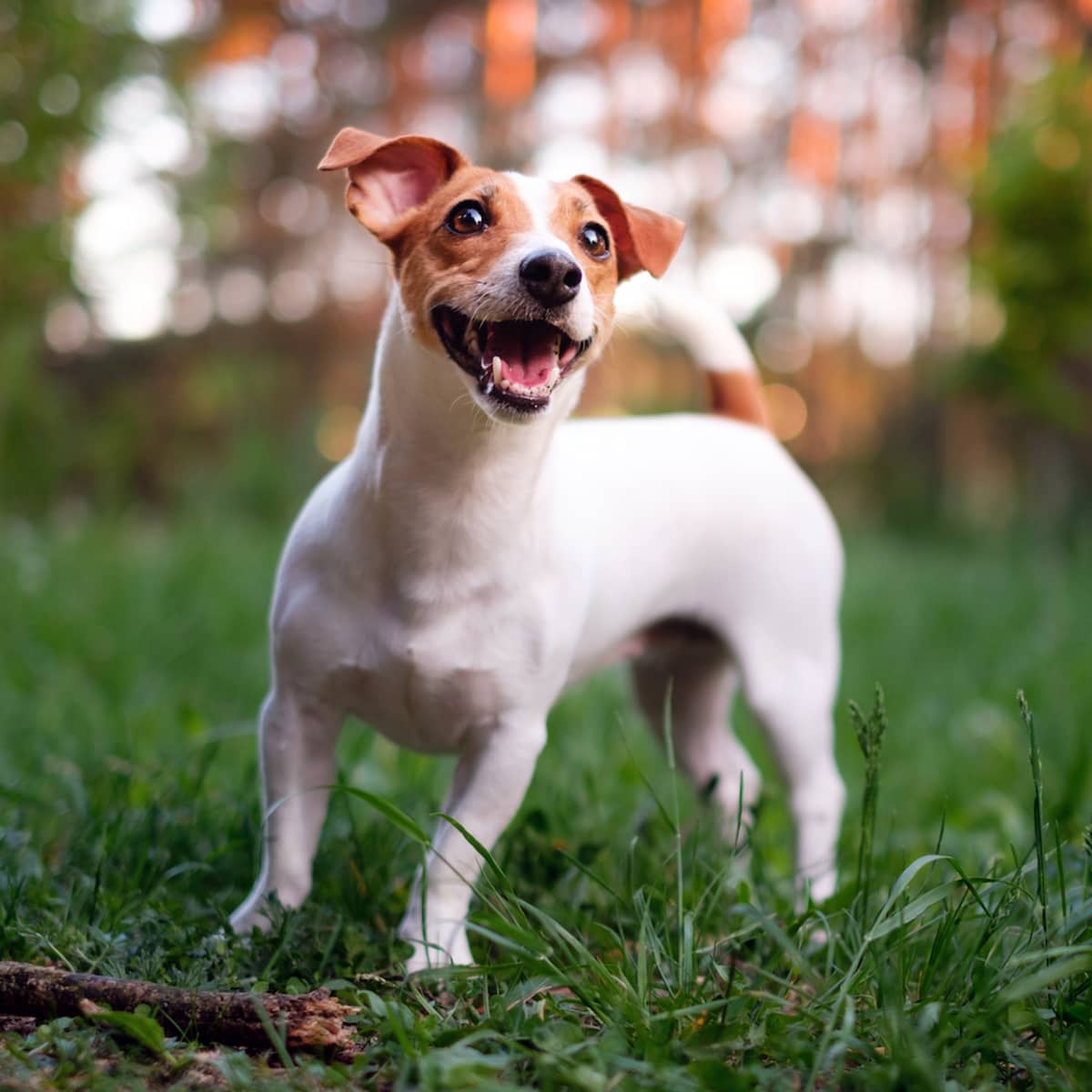 Puddin jack russell hotsell terrier