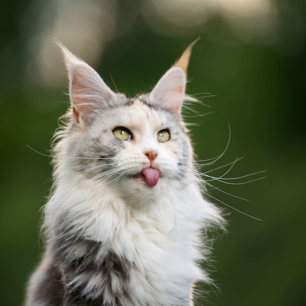 7 Great Reasons Maine Coon Cats Make the Best Pets PetHelpful