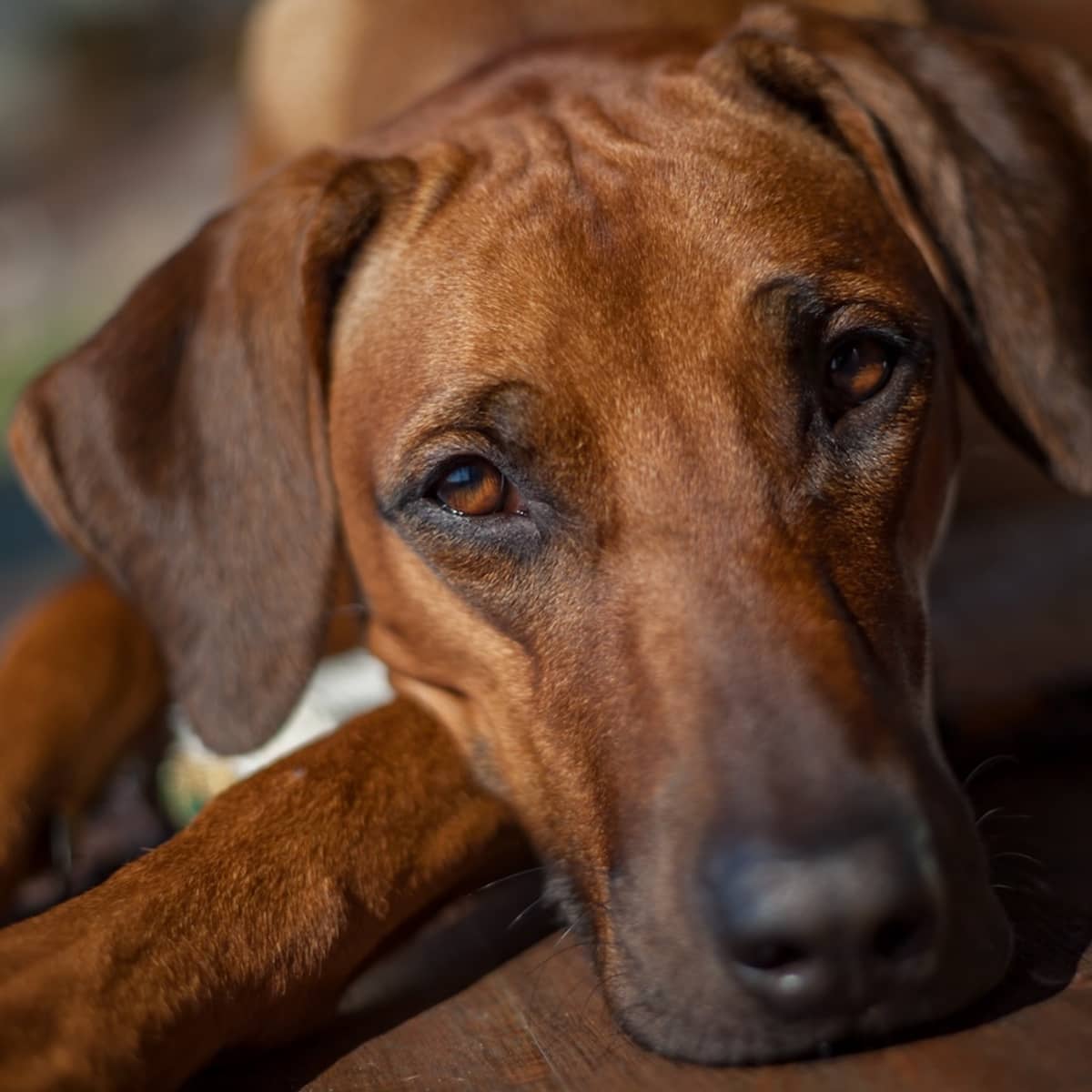Rhodesian ridgeback shop 6 months