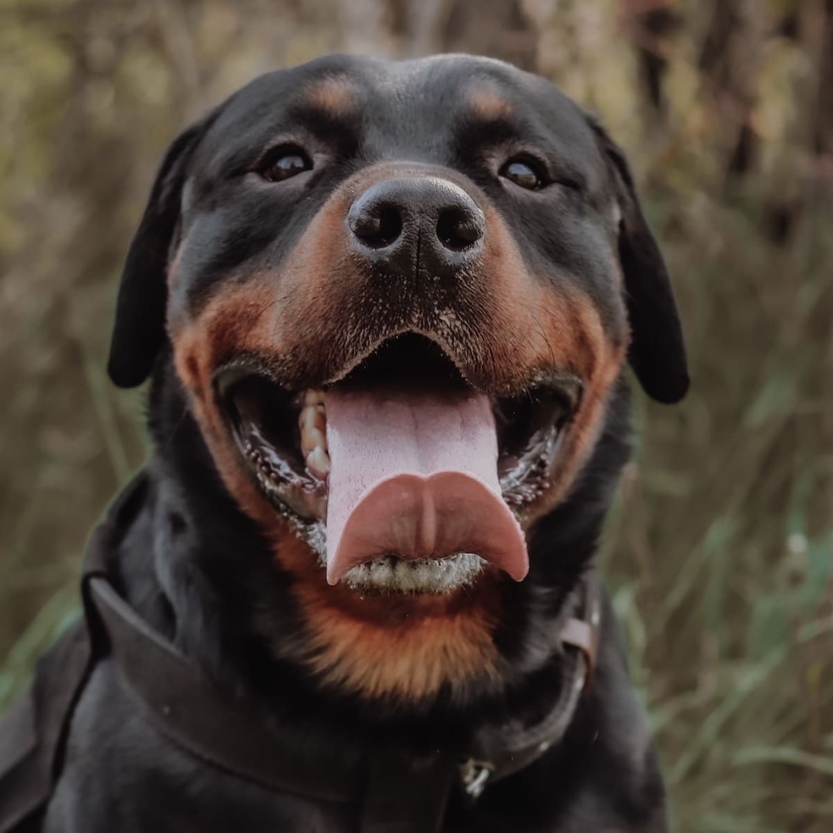 Largest rottweiler sales on record