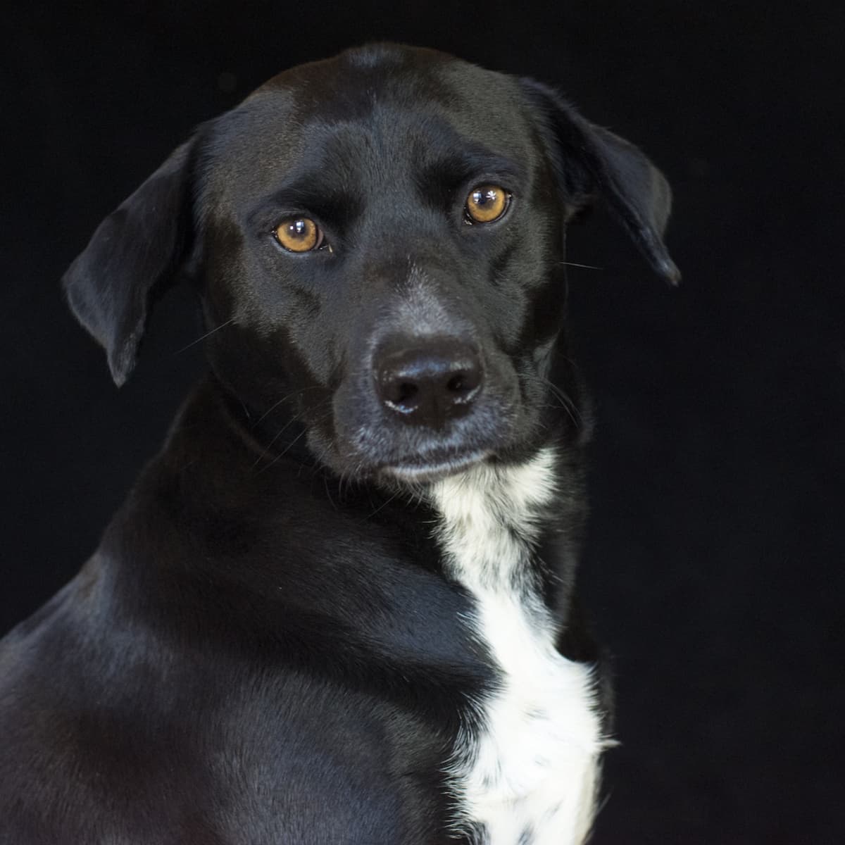 Wow dog shop rescue