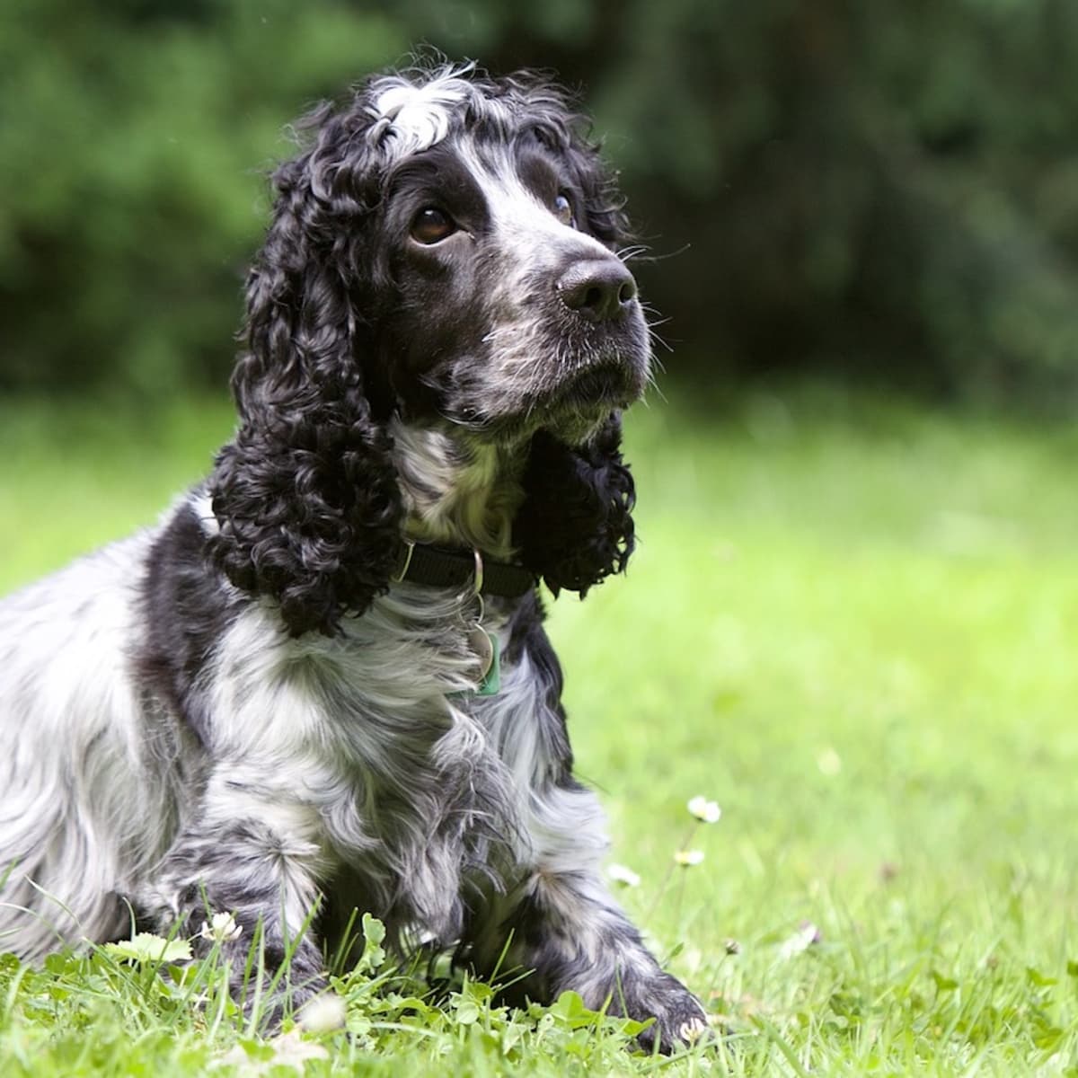 Cocker Spaniel s Adorable Photoshoot With a Canadian Mountie Is a