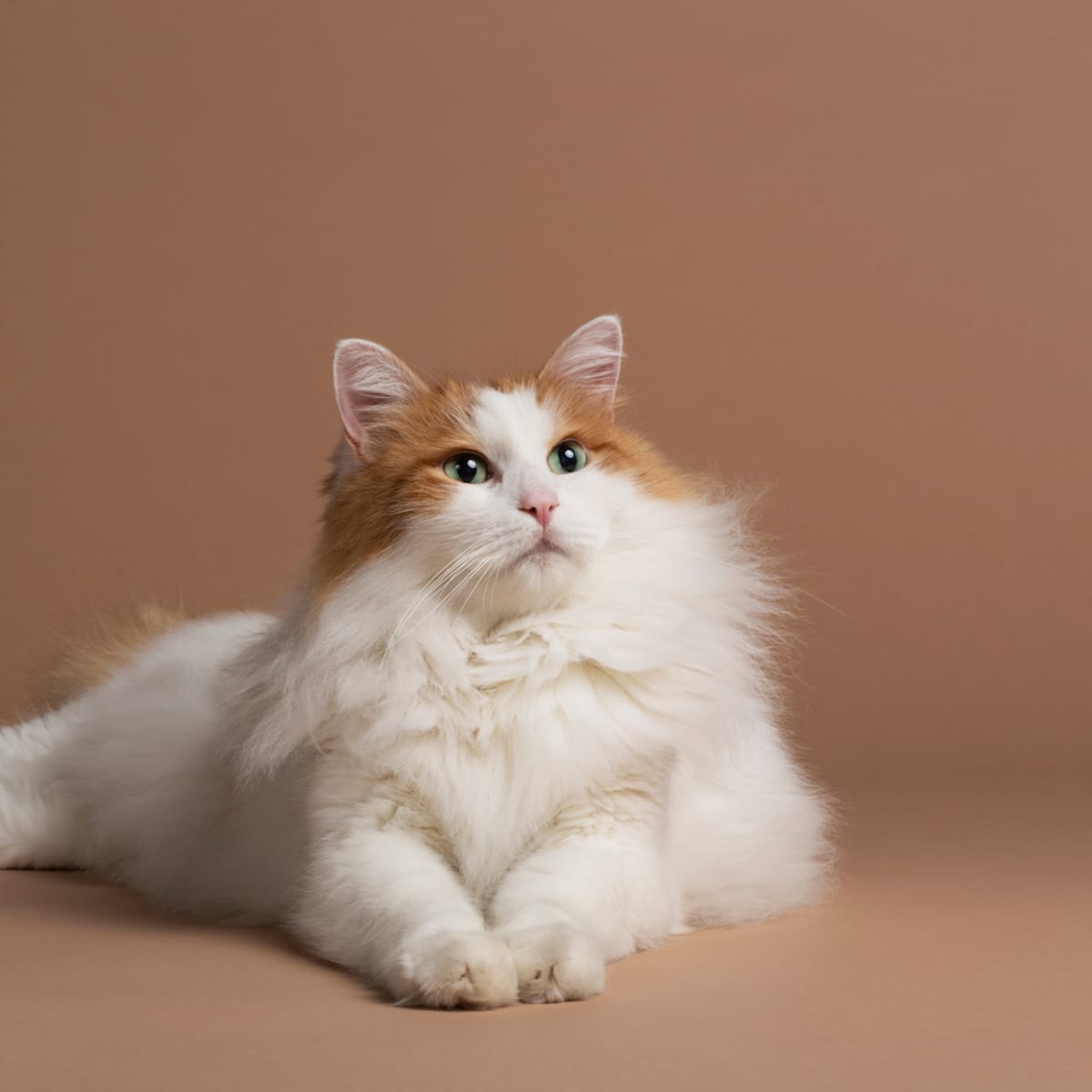 Painter s Story of Adopting a 20 Year Old Cat Is So Incredibly